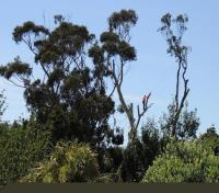 Beaver Tree Services Whanganui image 3